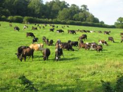 Cattle grazing Gallery