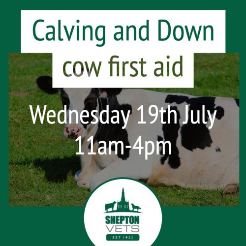 Calving and Down Cow First Aid